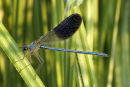 8303 Dew Covered Male Dark Winged Demoiselle (Calopteryx splendens, xanthostoma) Dordogne River, France.